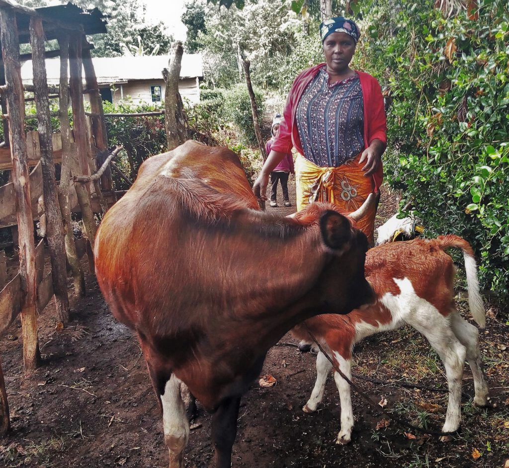 Heifer-Projekt Tansania